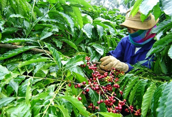Xuất khẩu nông sản sẽ sáng hơn